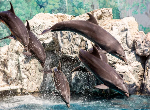 Dolphins Jumping Show — Stock Photo, Image