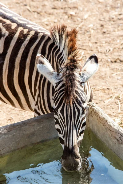 Зебры Зоопарке Крупным Планом — стоковое фото