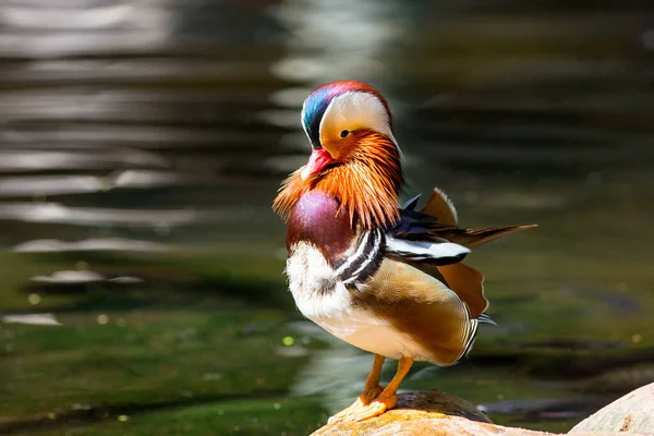 Pássaro Bonito Natureza Animais Vida Selvagem — Fotografia de Stock
