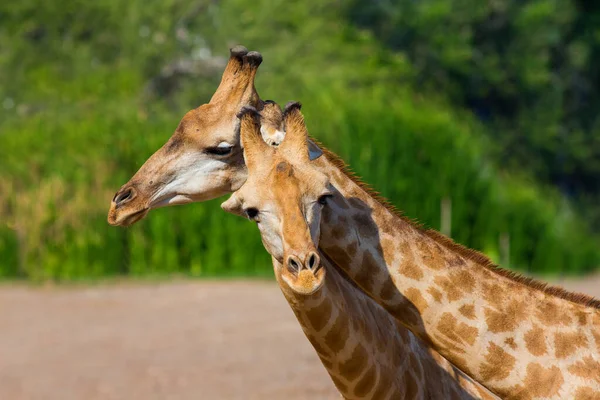 Girafa Cabeças Perto — Fotografia de Stock
