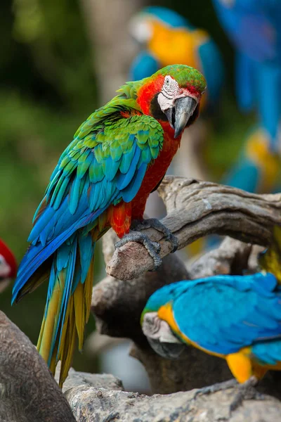 Portrait Oiseaux Aras Dans Zoo — Photo