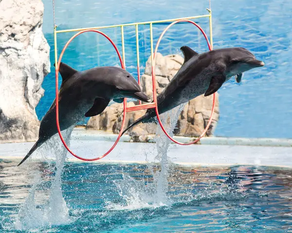 イルカはショーの間にジャンプします — ストック写真