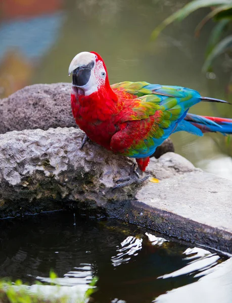 Macaw Parrot Eating Nature — Stock Photo, Image