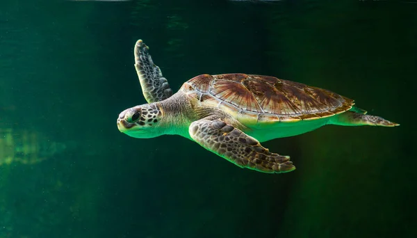 Groene Zeeschildpad Zwemmen Een Museum Aquarium Verbazingwekkende Onderwater Wereld Concept — Stockfoto