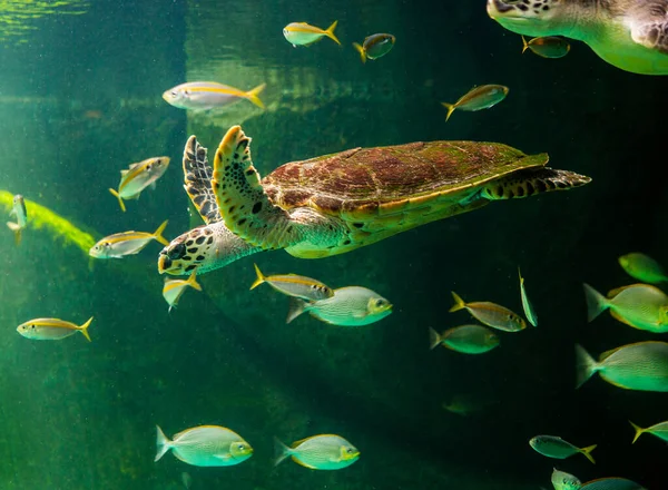 Müze Akvaryumunda Yüzen Yeşil Deniz Kaplumbağası Nanılmaz Sualtı Dünyası Konsepti — Stok fotoğraf