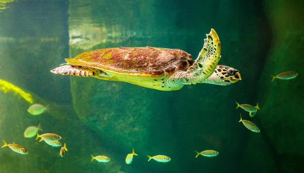 博物館水族館でのアオウミガメの水泳 驚くべき水中世界の概念 — ストック写真