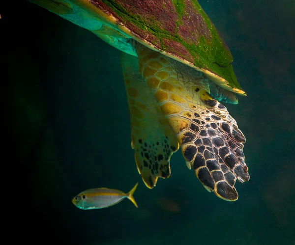 Tartaruga Marinha Verde Nadando Aquário Museu Conceito Mundo Subaquático Incrível — Fotografia de Stock