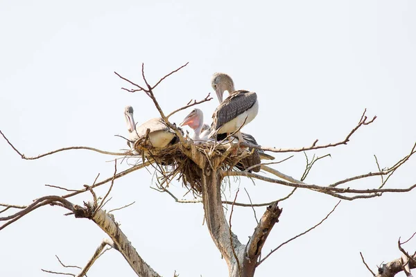Pelicans Its Nest Zoo — Stock Photo, Image