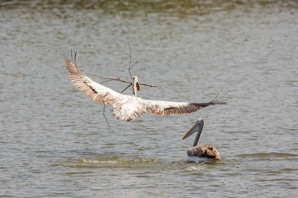 Pelicano Voando Zoológico — Fotografia de Stock