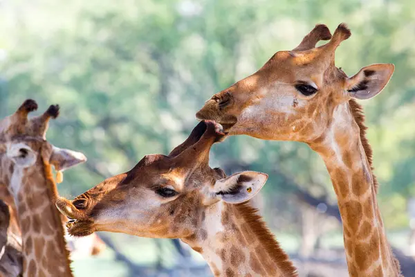 Жирафы Лесу Дикая Природа Фауна Флора — стоковое фото