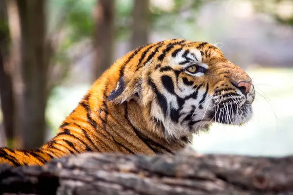 Bengálský Tygr Odpočívající Volné Přírodě — Stock fotografie