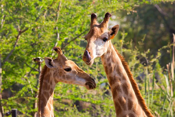 Žirafy Lese Volně Žijící Zvěř Fauna Flóra — Stock fotografie