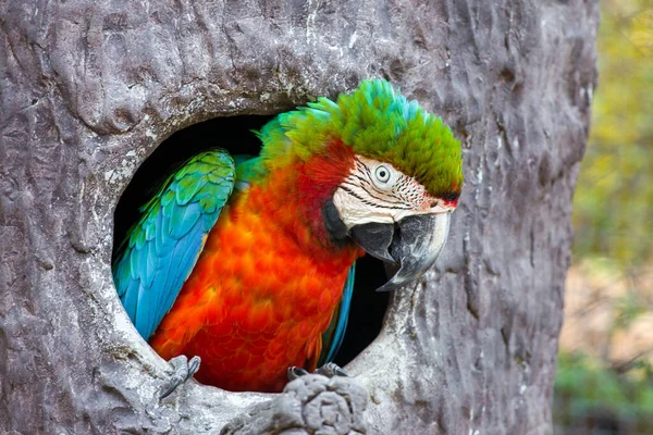 Portrait Scarlet Macaw — Stock Photo, Image