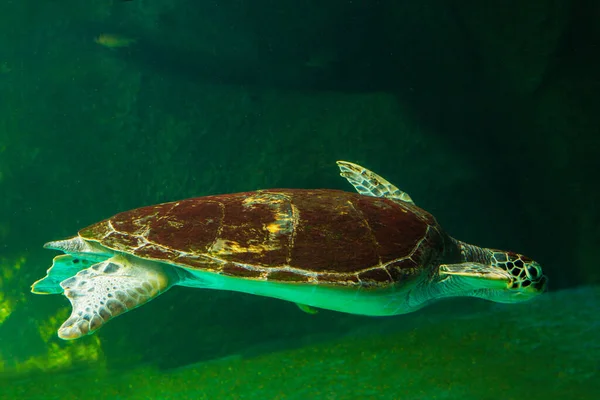 Tartaruga Marinha Verde Nadando Aquário Museu Conceito Mundo Subaquático Incrível — Fotografia de Stock