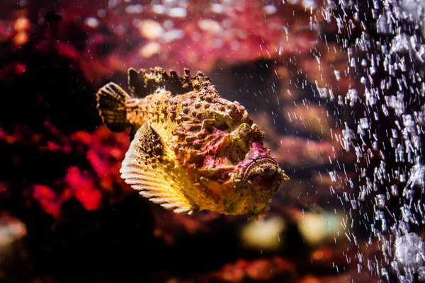 Akvarijní Ryby Korály Vodními Živočichy — Stock fotografie