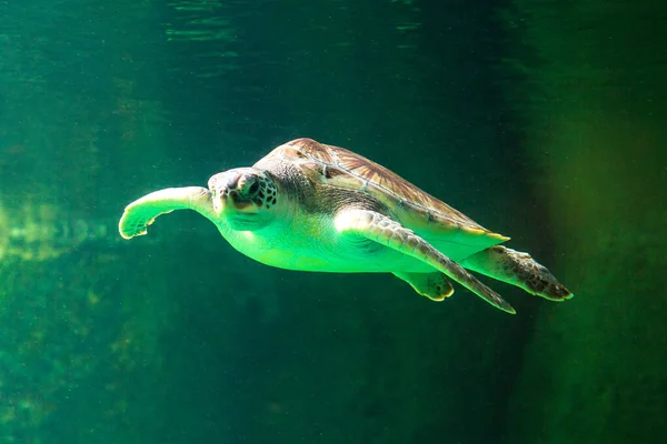 绿海龟在博物馆的水族馆里游泳 惊人的水下世界概念 — 图库照片