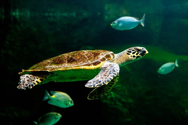 Grön Havssköldpadda Simmar Ett Museum Akvarium Fantastisk Undervattensvärld Koncept — Stockfoto