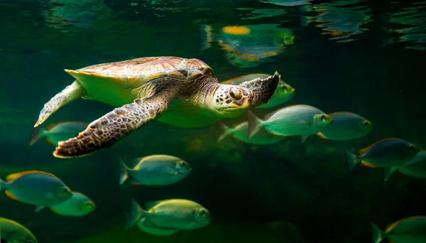 博物館水族館でのアオウミガメの水泳 驚くべき水中世界の概念 — ストック写真