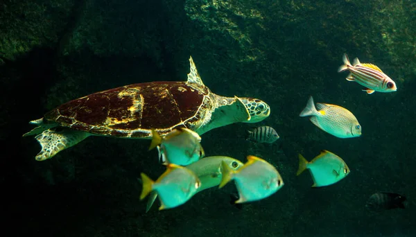 Grön Havssköldpadda Simmar Ett Museum Akvarium Fantastisk Undervattensvärld Koncept — Stockfoto