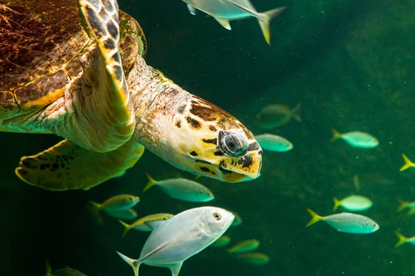 Zelená Mořská Želva Plave Muzejním Akváriu Úžasný Podvodní Světový Koncept — Stock fotografie