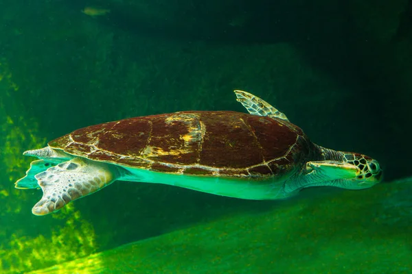 Green Sea Turtle Swimming Museum Aquarium Amazing Underwater World Concept — Stock Photo, Image