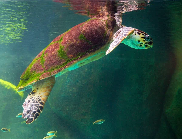 Зеленая Черепаха Плавает Музейном Аквариуме Удивительная Концепция Подводного Мира — стоковое фото