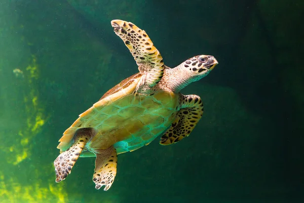 绿海龟在博物馆的水族馆里游泳 惊人的水下世界概念 — 图库照片