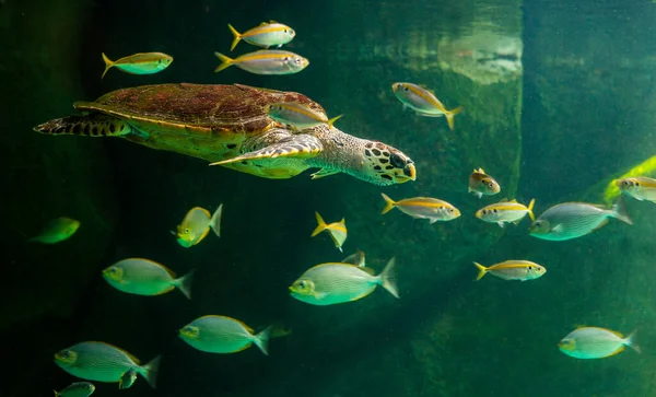绿海龟在博物馆的水族馆里游泳 惊人的水下世界概念 — 图库照片