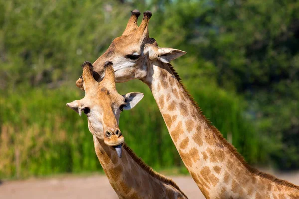Giraffer Skog Djurliv Fauna Flora — Stockfoto