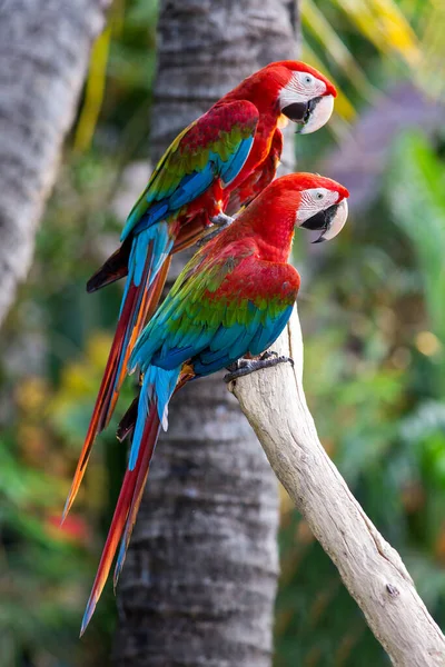 Retrato Pájaros Guacamayos Zoológico — Foto de Stock