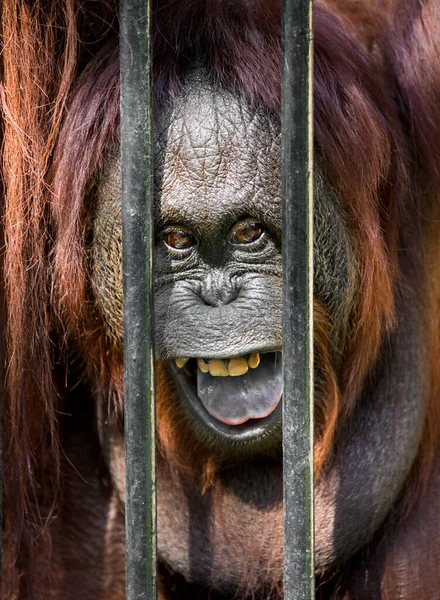 笼子里的猩猩 — 图库照片