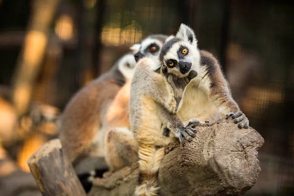 Όμορφη Οικογένεια Λεμούριων Φωτογραφίζεται Από Κοντά Στο Ζωολογικό Κήπο — Φωτογραφία Αρχείου