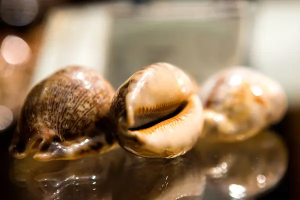 Shells Many Types Sizes — Stock Photo, Image