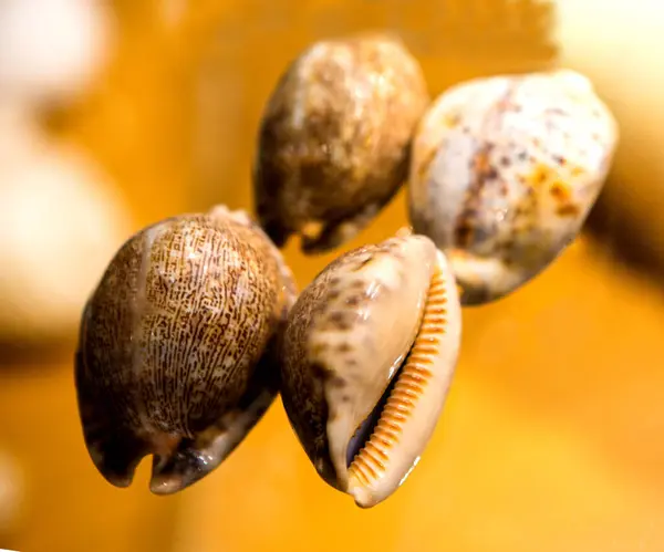 Shells Many Types Sizes — Stock Photo, Image