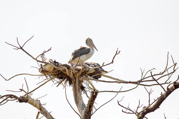 Hayvanat Bahçesindeki Yuvasında Pelikan — Stok fotoğraf