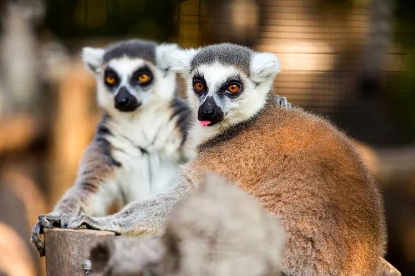 Krásná Rodina Lemur Fotografován Close Zoo — Stock fotografie