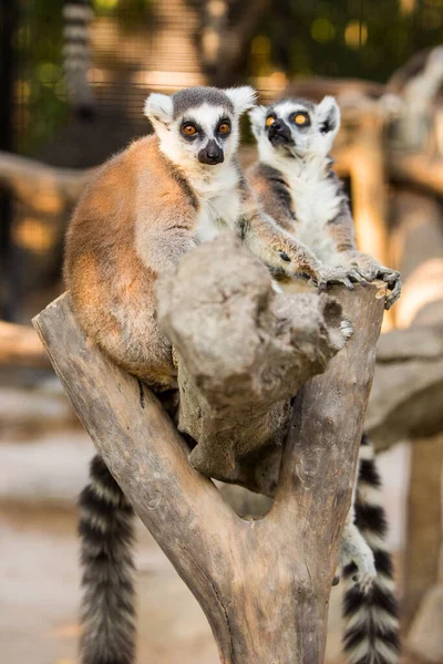 Schöne Lemurenfamilie Wird Zoo Aus Nächster Nähe Fotografiert — Stockfoto
