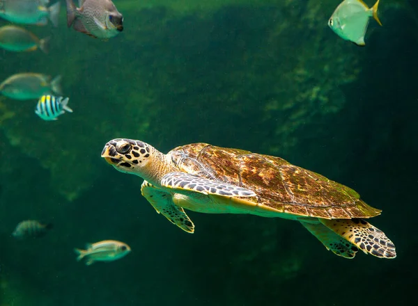 Grüne Meeresschildkröten Schwimmen Einem Museumsaquarium Erstaunliches Unterwasserwelten Konzept — Stockfoto