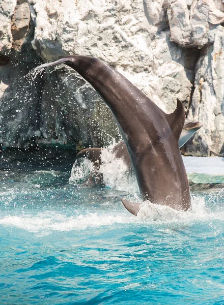 Los Delfines Están Saltando Durante Espectáculo — Foto de Stock