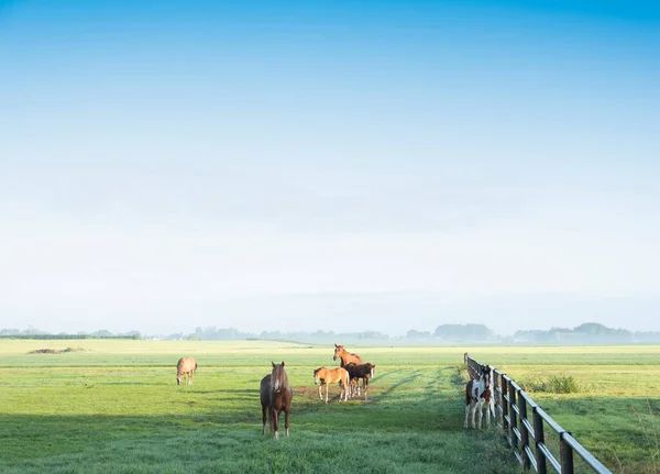 夏日清晨 青草丛生的草地上的马和蓝天下的荷兰遥远的农场里的马 — 图库照片