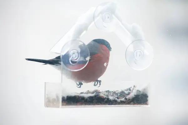Alimentazione Degli Uccelli Inverno — Foto Stock