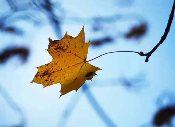 Folha Outono Uma Árvore — Fotografia de Stock