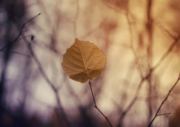 Крупным Планом Цветного Осеннего Листа — стоковое фото