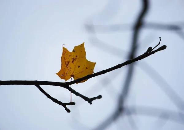 Bir Ağacın Sonbahar Yaprağı — Stok fotoğraf