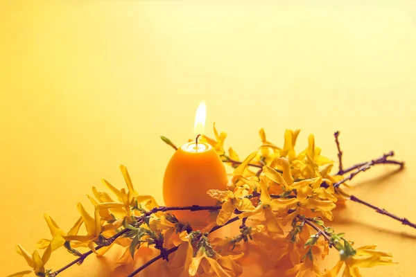 Vela Amarilla Forma Huevo Hermosas Ramas Plantas Primavera Forsythia — Foto de Stock