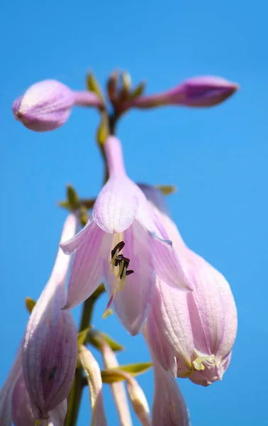 Giardino Campanula Fiore Bellissimo Sfondo Floreale — Foto Stock