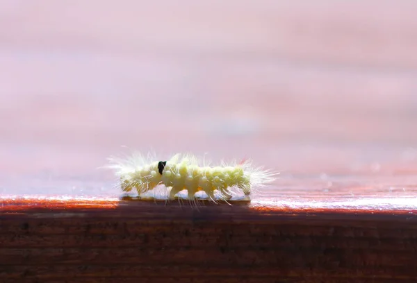 Calliteara Pudibunda Hairy Fluffy Caterpillar Wood — Stok fotoğraf