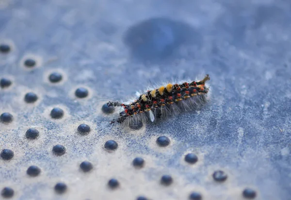 Caterpillar Orgyia Antiqua Rusty Tussock Moth Vapourer — Stok Foto