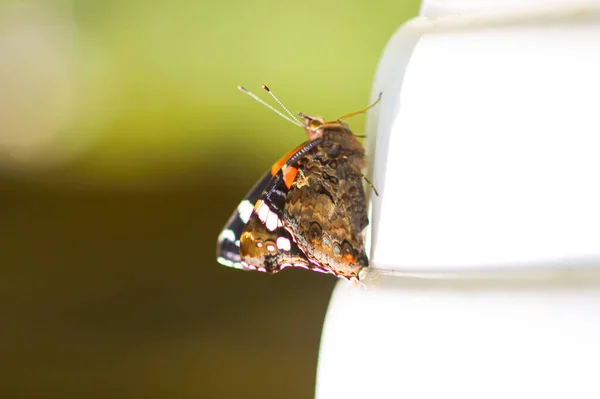 Метелик Лімоніт Звичайний Цегляний Камінь Gonepteryx Rhamni Відкритому Повітрі — стокове фото