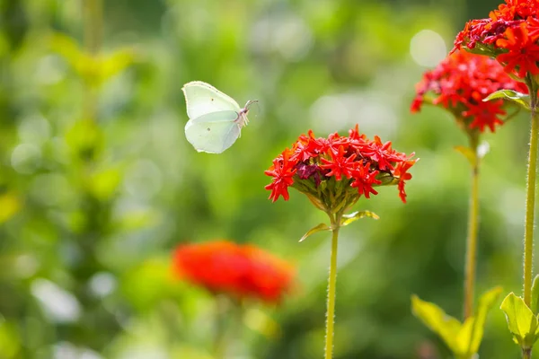 Schmetterling Limonit Schwefel Gonepteryx Rhamni Auf Der Lychnis Chalcedonica Blühenden — Stockfoto